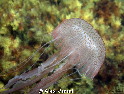 Pelagia noctiluna by Alex Varani 